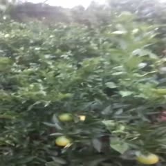 简阳市塔罗科血橙苗3-4公分成品果树