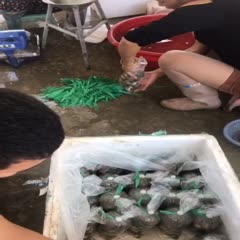 福建蚝肉小蚝大蚝统货肉批发