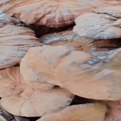 玉林粉灵芝 不苦(各规格有货)