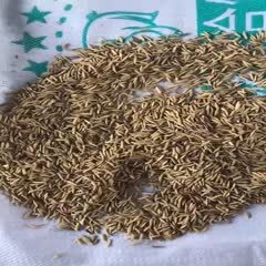 大余县美香占2号稻谷 美香占，象牙占
