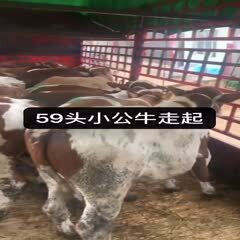 威宁县 昨天和今天在乡下给湖南老客户买了59头小公牛，两个6.8米车