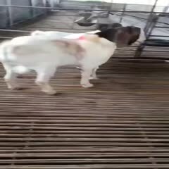 灌云县波杂山羊 波杂