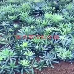 荔浦市雀舌罗汉松