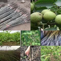 薄皮核桃苗种植基地