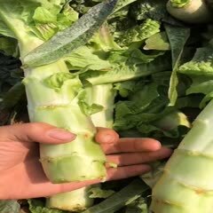 沂南县红叶莴笋 沂南大量上市红尖叶莴笋，青肉，无空心，叶面无黄斑，