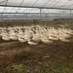 嵊州市大白鹅！有量就有价.