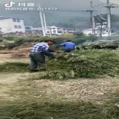 杭州淡竹叶 竹叶