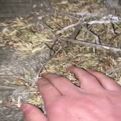 兴城市花生秧  绿 无土