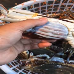 红膏蟹梭子蟹鲜活连云港海鲜水产海捕新鲜全母梭子蟹特大海蟹螃蟹