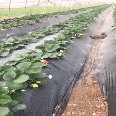 徐州宁玉草莓  2020年 草莓上市 欢迎新老客户前来选购