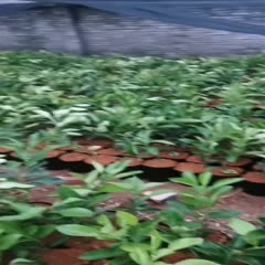 南雄市泰国青柚苗  正宗泰国红宝石青皮柚苗