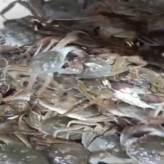 潜江市仙桃大闸蟹 我哪里会卖虾蟹，全靠货好
