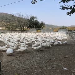 嵊州市大白鹅大量供应，量大价格优惠欢迎咨询