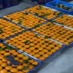 城固县城固蜜橘 