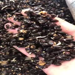 催芽杜梨种子，梨树种子，山梨种子产地供应