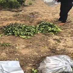 宜昌纽荷尔脐橙苗 嫁接苗 0.5~1米 