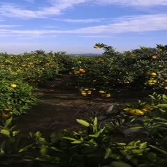 宁海县柑桔  宁海万亩本地桔，可整车批发