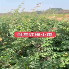 常州1米红榉小苗，榉树苗，榉树小苗，自产自销