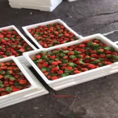 徐州宁玉草莓  新鲜精品奶油草莓 大量现货供应