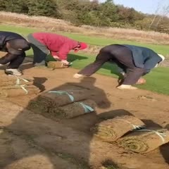 滁州剪股颖草坪 剪股颖（本特A4）