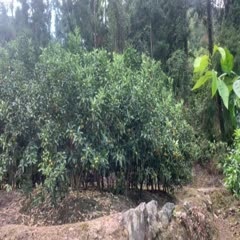 脆皮金桔苗  5-6年结果大树 庭院设计发财果是水果中的珍品