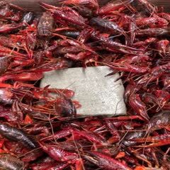 潜江市潜江市小龙虾 11月13号 炮头打包中 颜色靓丽 只只饱满，欢迎订购！