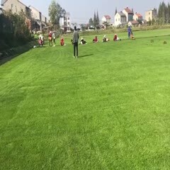 江陵县精品果岭草，原生苗。给冬天添一抹绿，冬季
