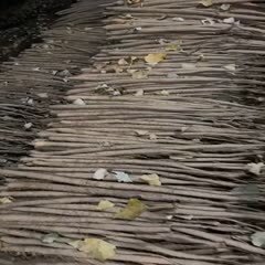 大名县 白玉山药  通货  长条 价格便宜