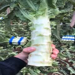 沂南县 沂南大棚红叶莴笋，大量上市