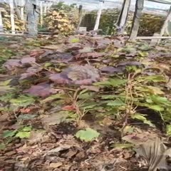 平邑县葡萄树苗新品种无籽盆栽地栽果树苗南方北方种植蓝宝石葡萄苗果树