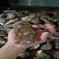 福安市三倍体生蚝  生蚝