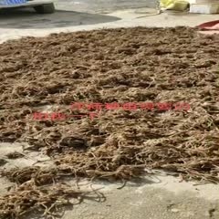 恩施市阳荷种苗 阳荷 茗荷 洋荷姜种子 阳藿山姜 莲花姜种 洋河姜苗 阳菏姜