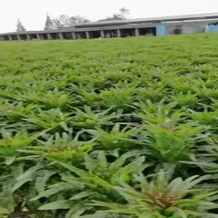 什邡市青叶莴笋 竹筒青，红尖叶，黑牛皮