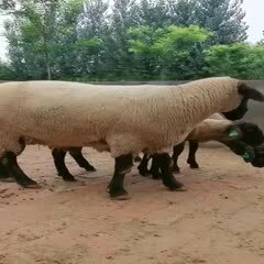 嘉祥县黑头萨福克 萨福克