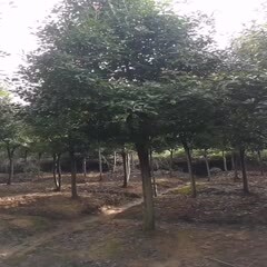 南京 高杆红叶石楠树