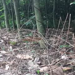 遂溪县发财靓树 