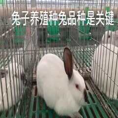 嘉祥县 伊拉肉兔