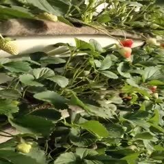 东港市丹东玖玖草莓热卖中 最大果子120克，口感超甜，色泽红润，