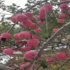 绥中县富平苹果  辽西富士苹果，苹果甘甜多汁，果体满色，拒绝假冒富士。