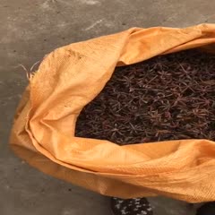 大红八角 干枝八角