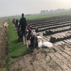 江陵县常年大量供应：矮生百慕大、果岭草、马尼拉、混播黑麦草等天然草