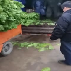 什邡市青叶莴笋 竹筒青，黑牛皮