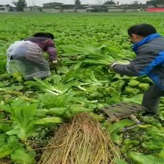 什邡市青叶莴笋  竹筒青，黑牛皮……