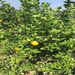 桂林 广西产地当季水果皇帝柑贡柑