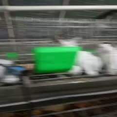 嘉祥县肉兔 5斤以上 