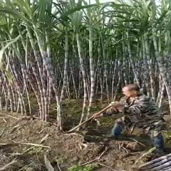 湖北仙桃产地直销大量青皮甘蔗，价格优惠，甘蔗清甜爽口