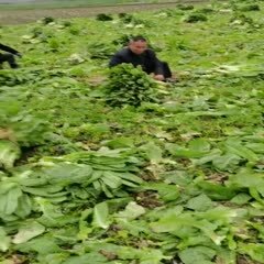 什邡市 各种莴笋
