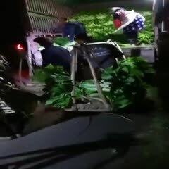 什邡市 青叶莴笋
