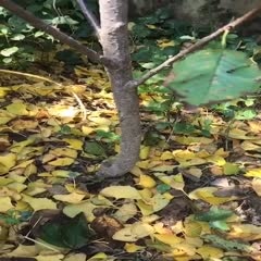 平邑县大紫樱桃苗  车厘子树苗当年结果南方北方种植樱桃树大樱桃苗嫁接苗果苗果树苗