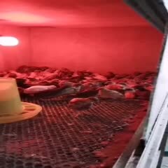 台州芦丁蛋  浙江省台州市芦丁鸡养殖基地￼出售：国产三色种蛋